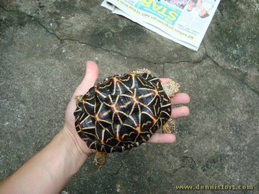 star tortoise hatchling